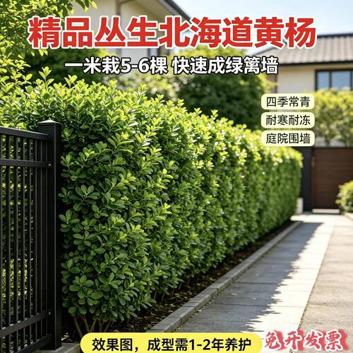 北海道大叶黄杨丛生绿篱苗