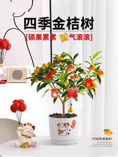 四季金桔脆皮金桔可食用造型柱子挂果发货客室内外驱蚊花卉绿植物