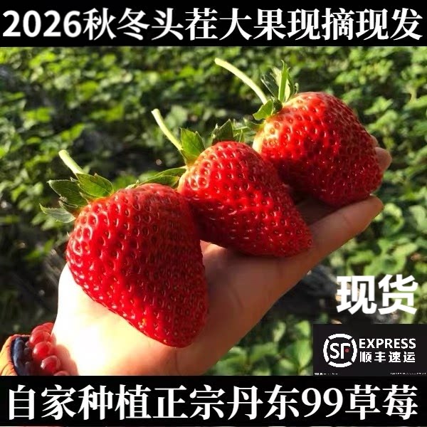 丹东九九草莓99东港特大红颜奶油