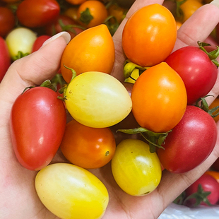 福建多彩三拼小番茄3斤 酸甜多汁风味浓郁 红黄紫色新鲜水果番茄