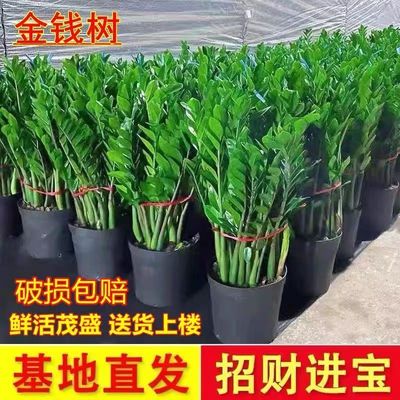 金钱树盆栽钱串子耐旱植物室内客厅办公室绿植净化空气发财树大棵