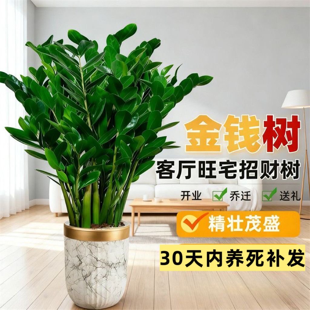 金钱树盆栽钱串子耐旱植物室内客厅办公室绿植净化空气发财树大棵