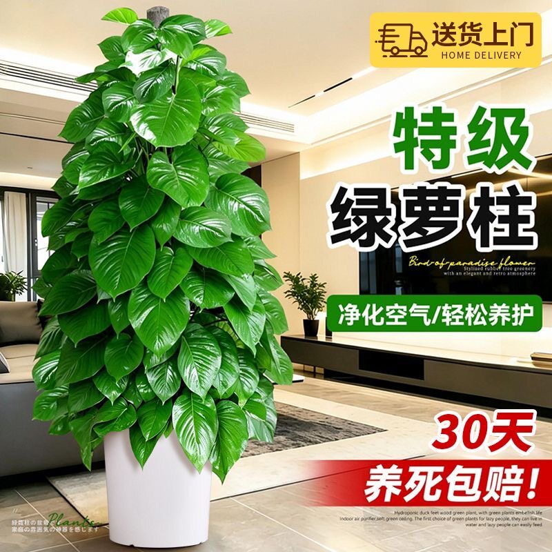 大叶绿萝柱盆栽吸甲醛大型绿植室内招财旺宅办公室绿箩客厅好养活
