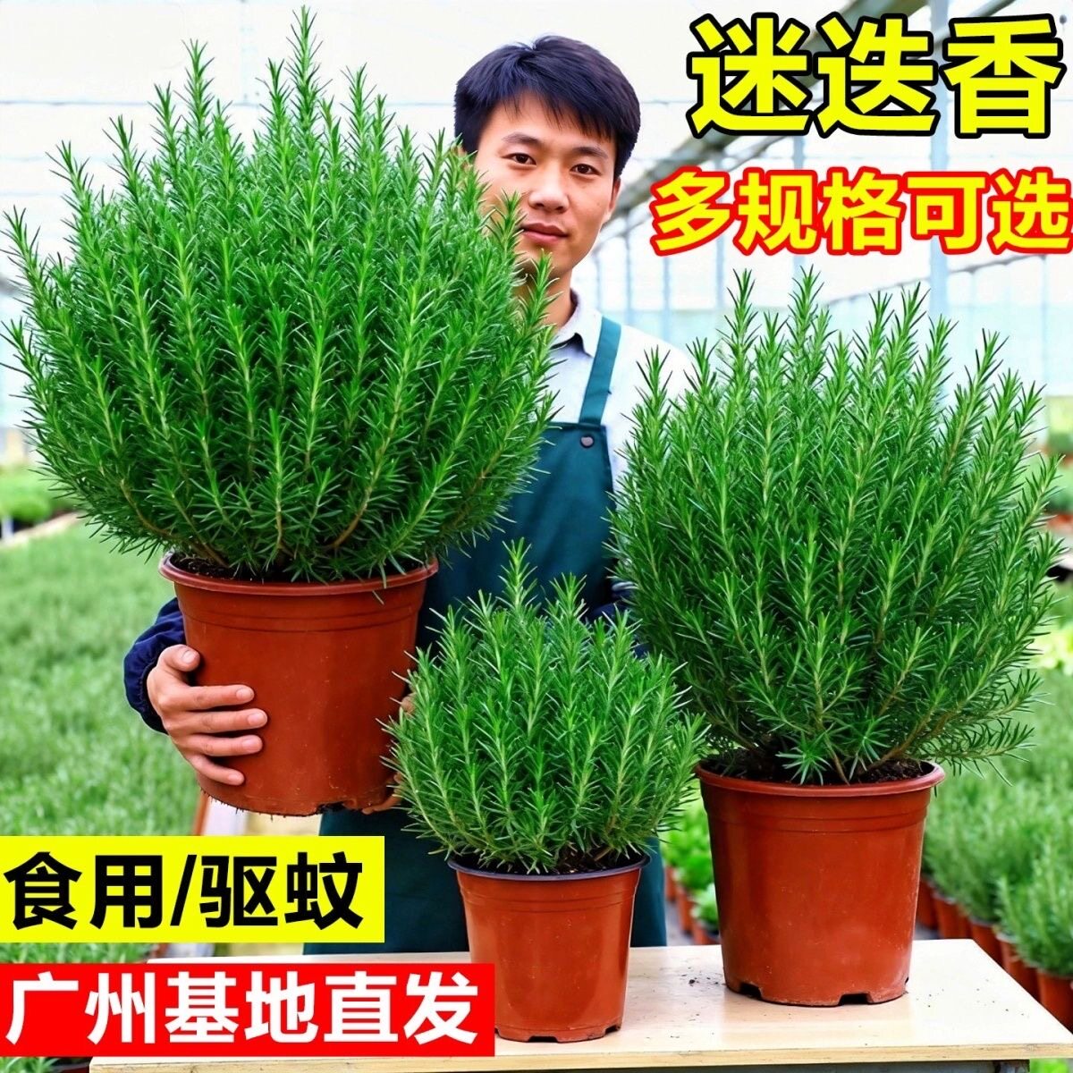 迷迭香盆栽可食用香草植物客厅室内驱蚊大苗绿植紫苏九层塔薄荷花