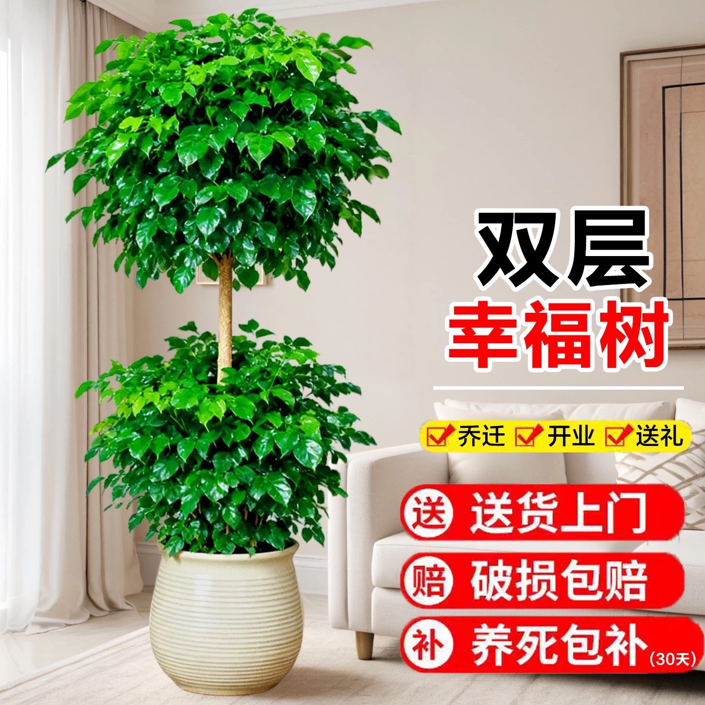 幸福树客厅盆栽大型真绿植四季常青平安树老桩植物室内送礼发财树