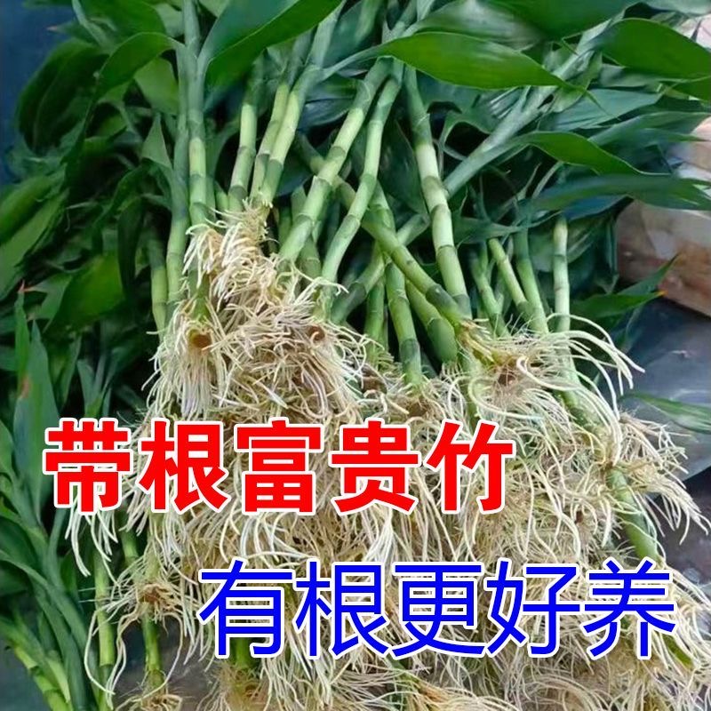 带根富贵竹水培植物水养粗杆发财带根转运竹子花卉盆栽室内客绿植
