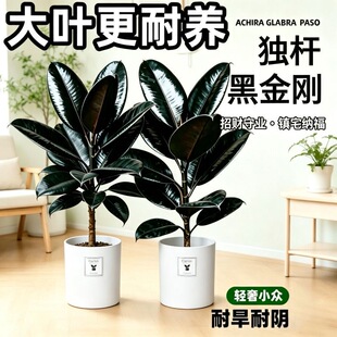 大叶橡皮树黑金刚盆栽独杆造型植物室内客厅摆件绿植净化空气好养