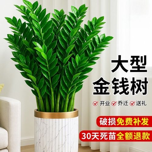 粗壮大棵金钱树盆栽植物室内客厅钱串子招财树四季常青大型办公室