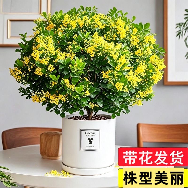 带花苞香水米兰花盆栽花卉植物四季开花浓香好养老桩盆景驱蚊绿植