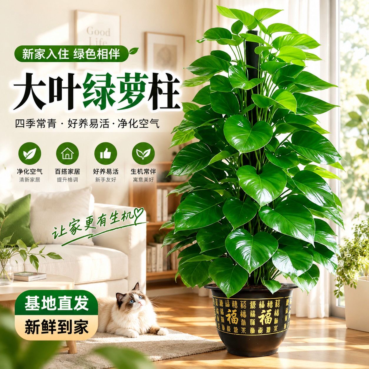 大叶绿萝柱盆栽吸甲醛大型绿植室内招财旺宅办公室绿箩客厅好养活
