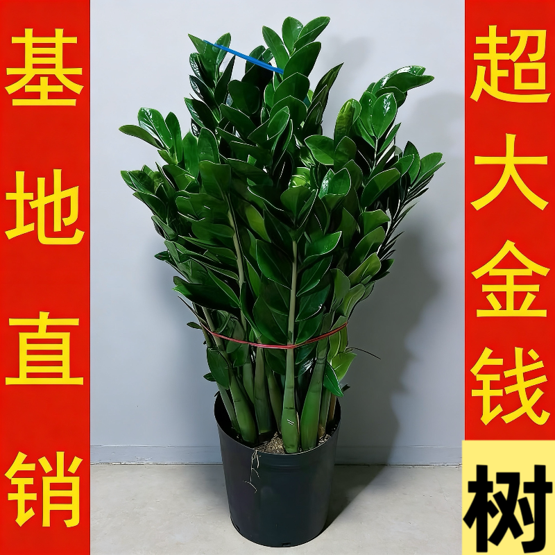 大棵金钱树办公室盆栽高植物室内花卉客厅大绿植富贵钱串子发财树