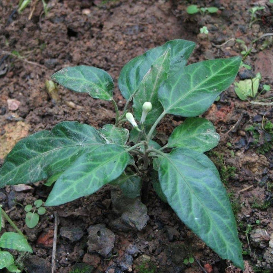贵州野生草药地柑子 中药材矮坨坨石柑子矮陀陀小白花草干货500克