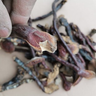 野生白肉灵芝500g包邮贵州小白薄芝紫黑芝整枝高海拔多年生长赤芝