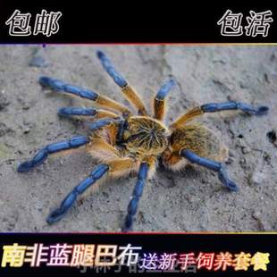 蜘蛛厘米比 南非更蓝腿橙2.品种进阶帅气巴布稳定巴布漂亮7金属色