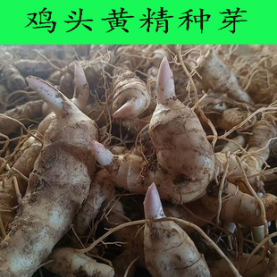 新鲜黄精正宗野生鸡头黄精大块茎药材黄精种苗黄金芽头老虎姜黄精