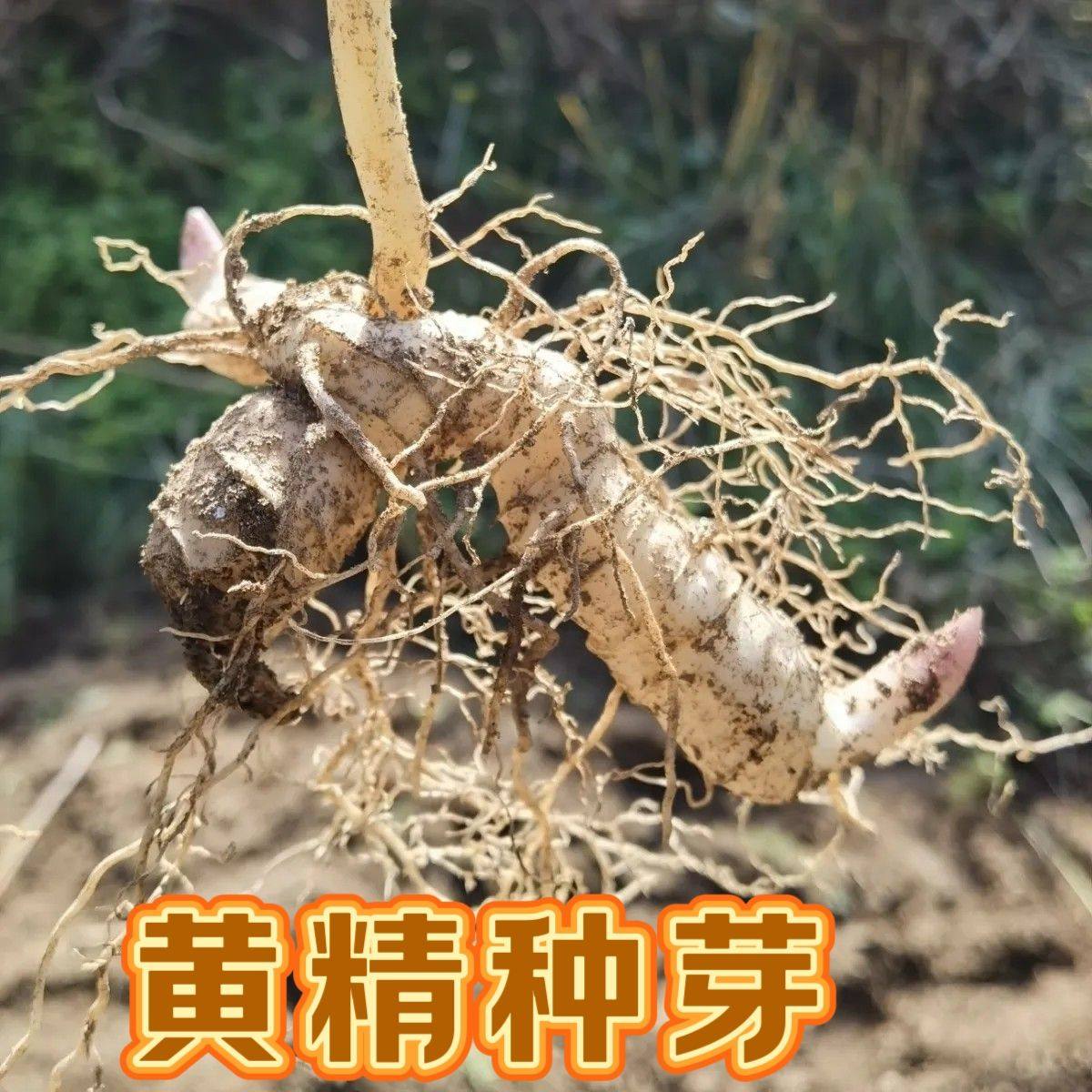 新鲜黄精种苗鸡头黄精种植苗鸡头参种子滋补药材黄金苗子现挖现发