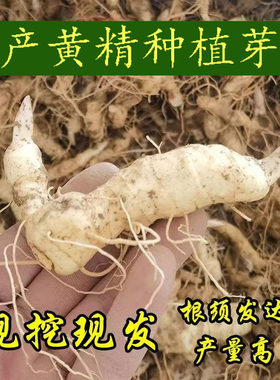 黄精种植苗新鲜鸡头黄精种芽老虎姜种子鸡头参种苗药材黄金苗芽头