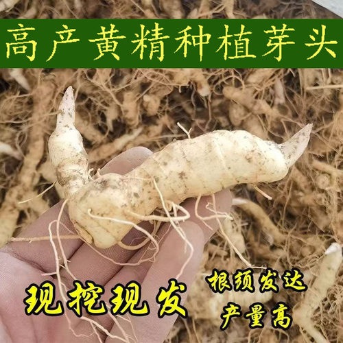 黄精种植苗新鲜鸡头黄精种芽老虎姜种子鸡头参种苗药材黄金苗芽头
