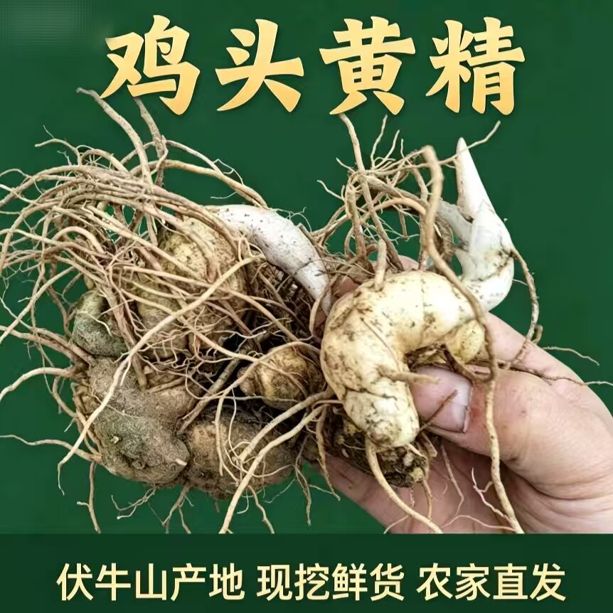 新鲜黄精正宗带芽鸡头黄精老虎姜滋补药材鸡头参现挖现发黄金批发