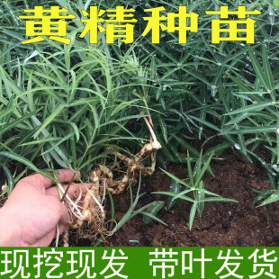 黄精种苗新鲜鸡头黄精种芽种植苗老虎姜种籽中药材黄金苗种子现挖