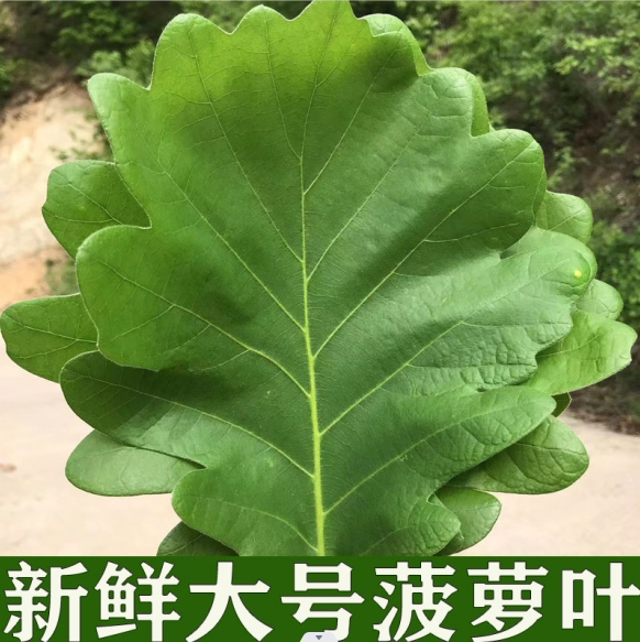 新鲜粽叶大号菠萝叶现摘玻璃叶野生伯乐叶柞树叶槲叶端午胡叶树苗_虎窝淘
