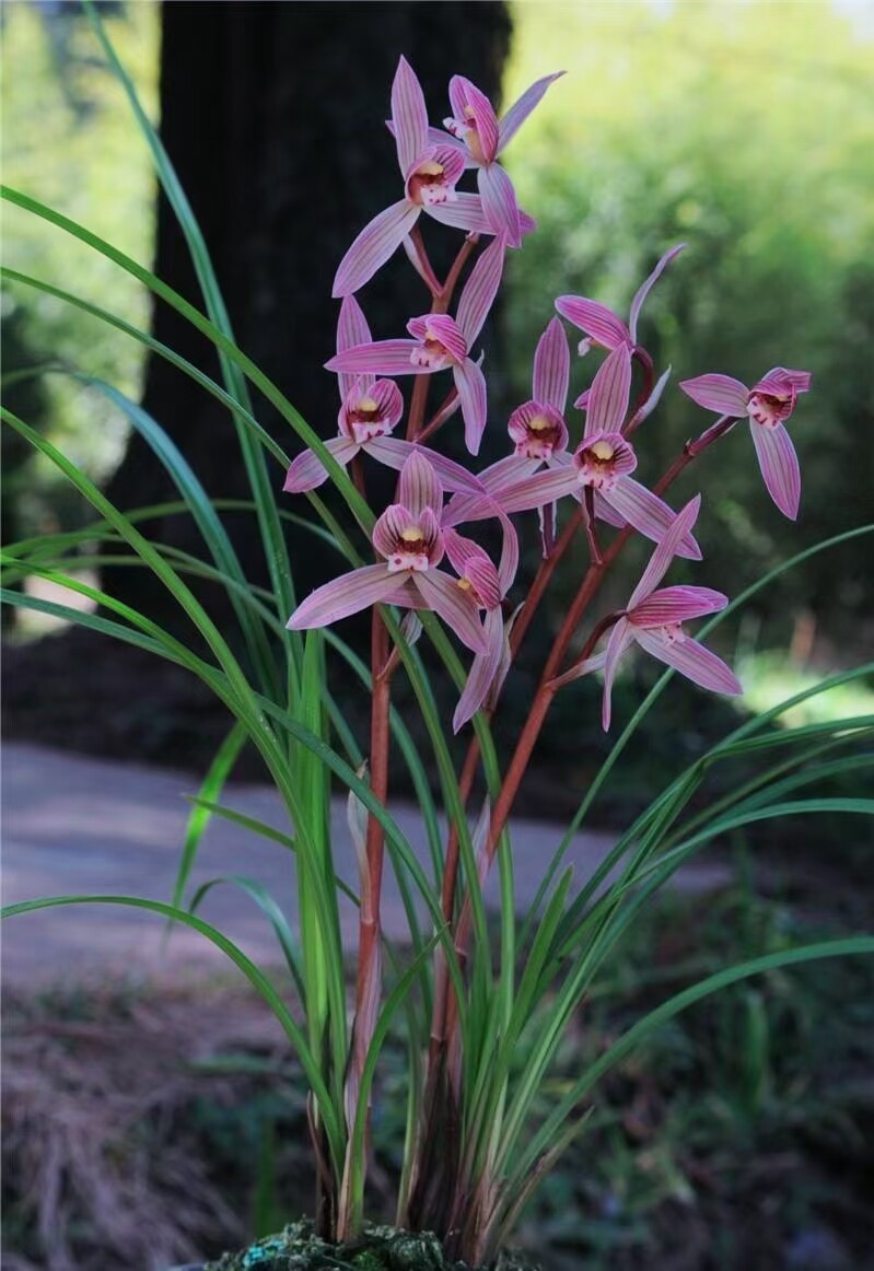包邮云南名品兰花苗 莲瓣兰【映山红】浓香花卉园艺盆景