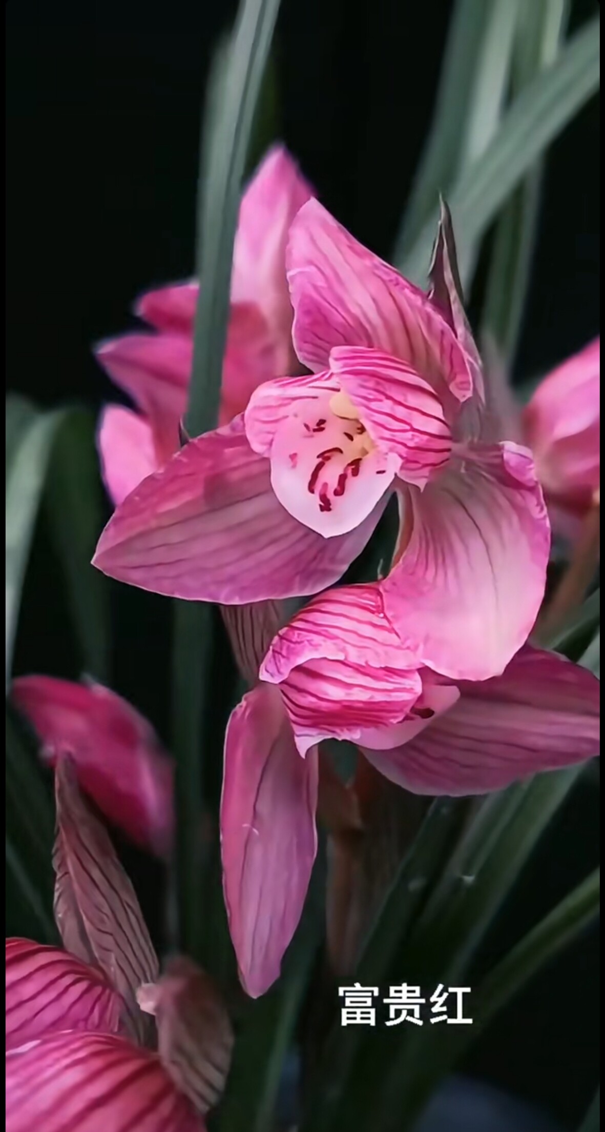 包邮当年开花名品兰花苗 春剑 富贵红 阳台卧室庭院客厅浓香花卉