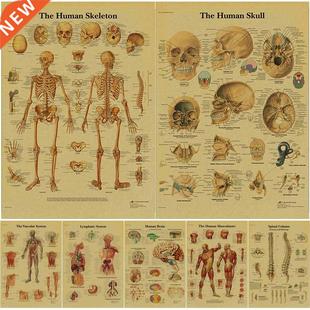The Body Structure Anatomy Skeleton Physiology Poster and