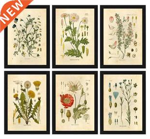 Poster Botanical Flower Vintage Living Plant Study Room Wild