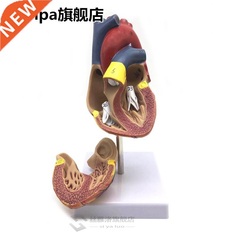 1: 1 Human Heart Model, Anatomically Accurate Heart Model Li