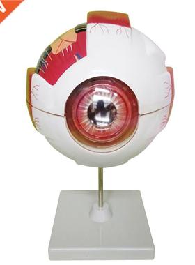 Eye Anatomical Model Natural Teaching Instruments and Equip