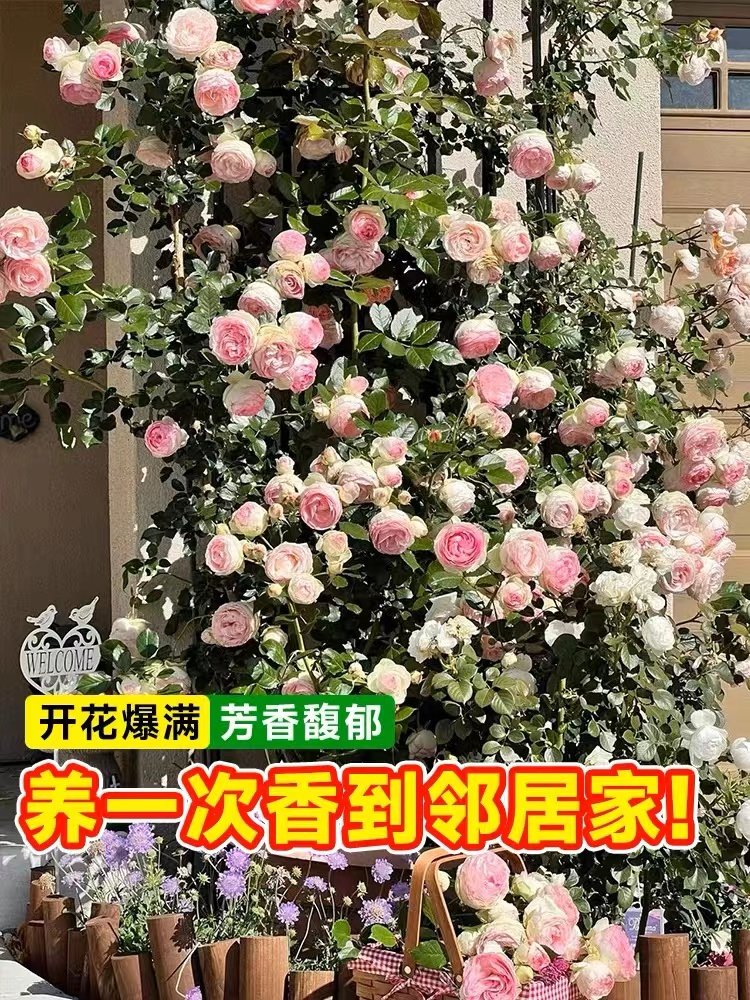 四季蔷薇花苗浓香型庭院爬藤植物