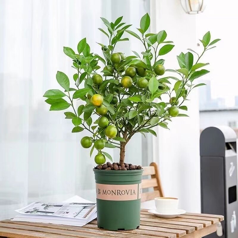 带果盆栽四季食用植物桔子苗