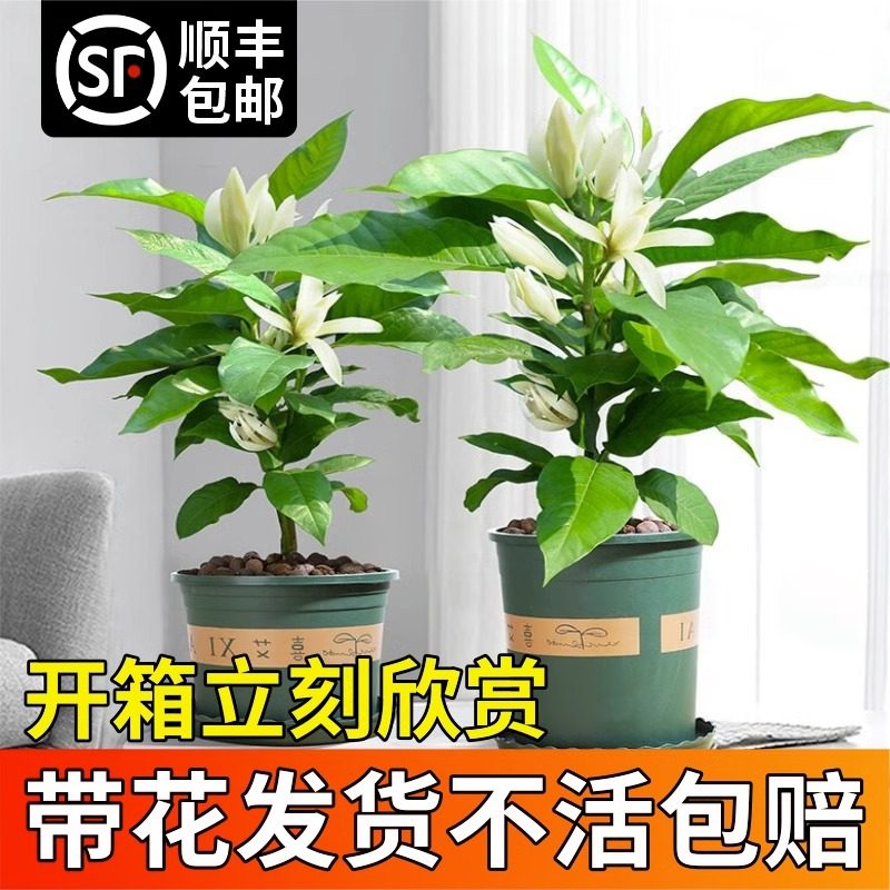 白兰花玉兰树苗花卉植物室内庭院绿植易活带花苞四季开黄角兰盆栽