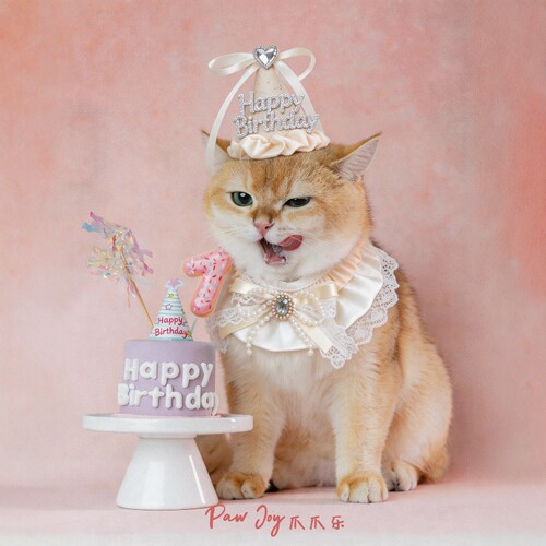 宠物猫咪生日装扮公主围脖帽子套装狗狗口水巾围兜拍照装饰道具