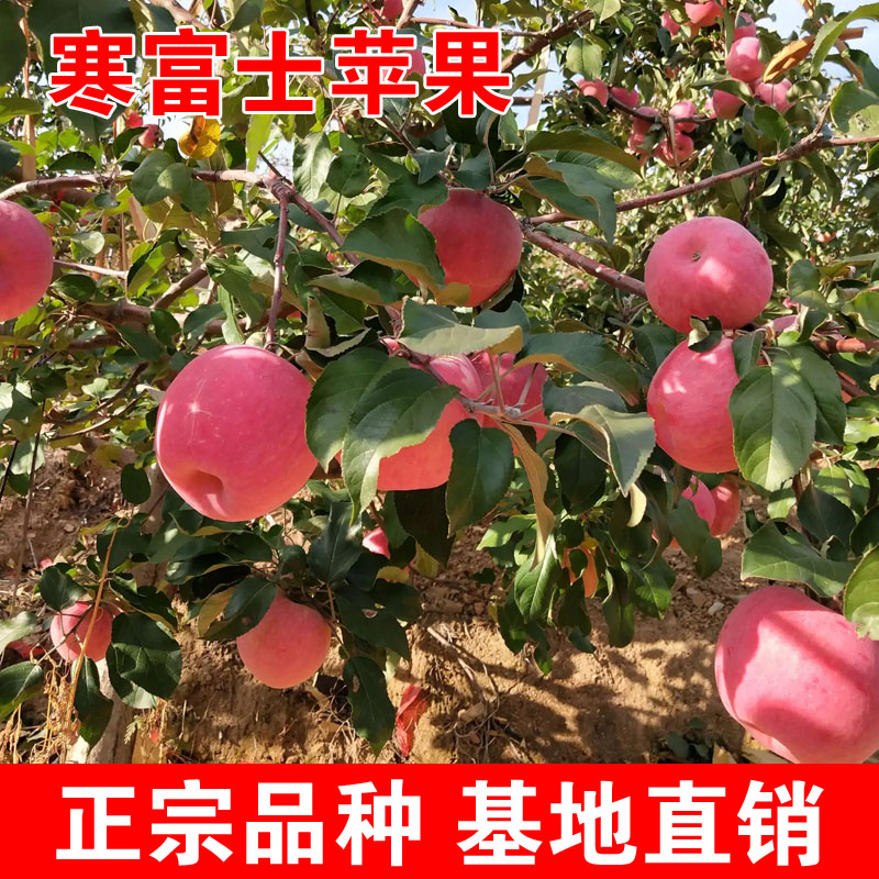 东北寒富苹果树苗耐寒南北方种植嫁接寒富士苹果盆栽地栽当年结果
