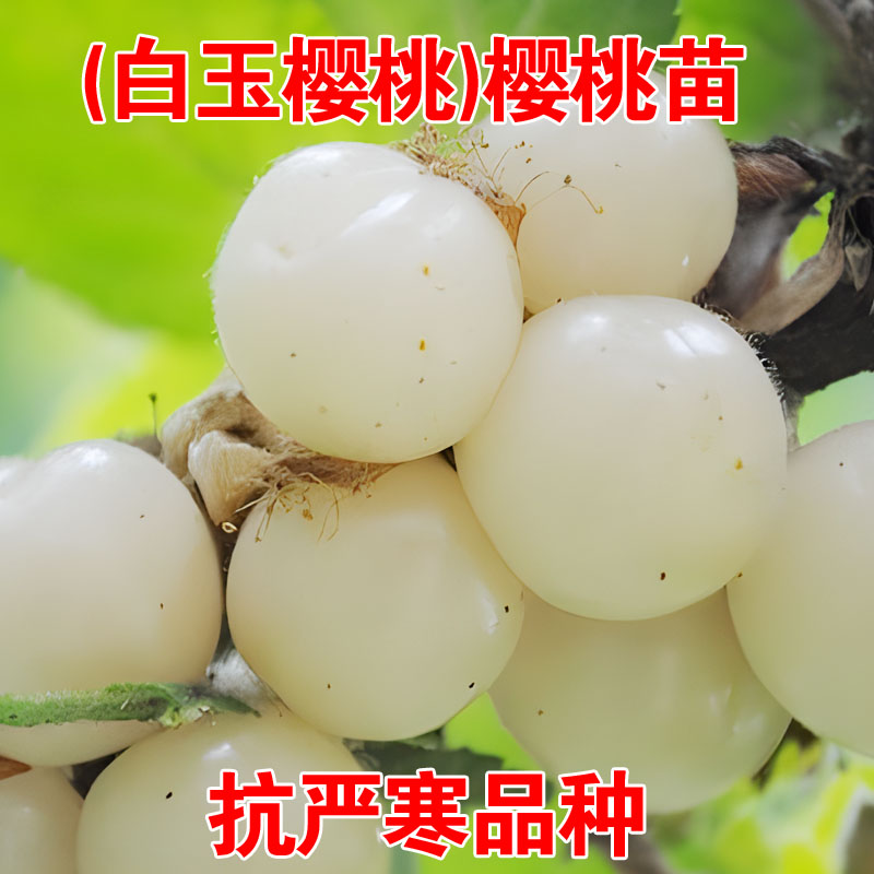 白樱桃树苗嫁接白玉毛樱桃苗山樱野生小樱桃盆地栽北南方种植果苗