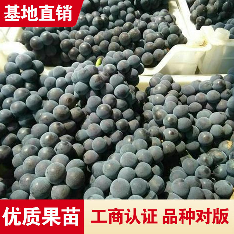 康贝尔葡萄树苗嫁接葡萄活苗小黑粒品种耐寒品种盆栽地栽南北种植