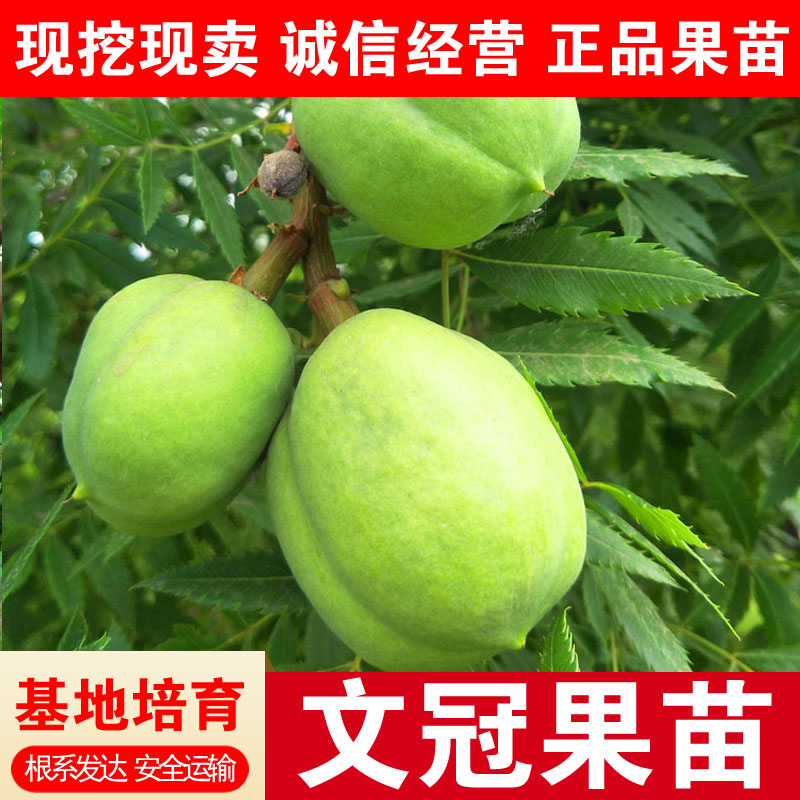 木瓜树文冠果文冠果树苗文官果苗观赏花食用油苗文冠盆栽地栽果树