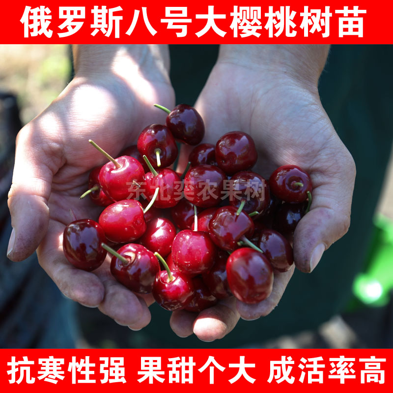 俄罗斯八号大樱桃树苗嫁接耐寒樱桃苗俄八含香车厘子苗俄8抗寒苗