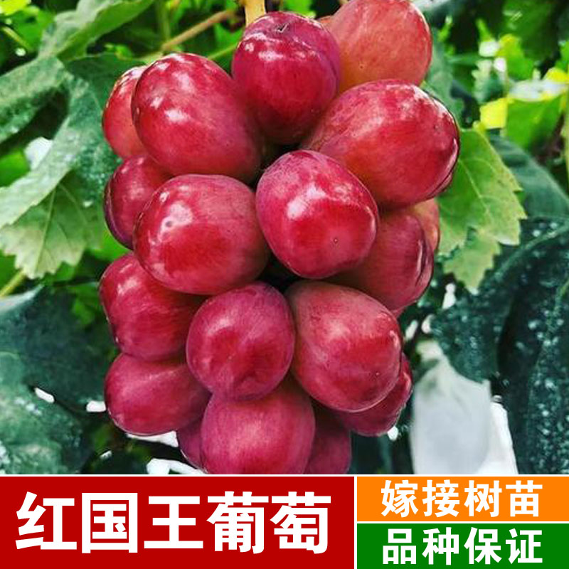 新品种心愿葡萄树苗嫁接无核红国王葡萄苗盆栽北南方种植当年结果