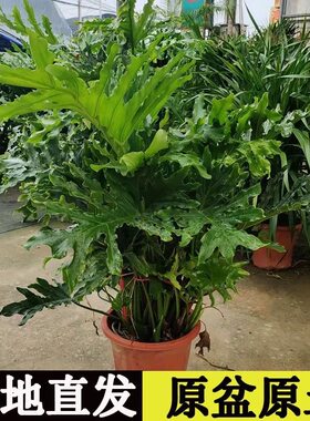 春羽大盆栽龙鳞春雨老桩水培蔓绿绒植物室内外四季常绿观叶大绿植