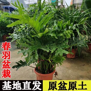 春羽大盆栽龙鳞春雨老桩水培蔓绿绒植物室内外四季常绿观叶大绿植