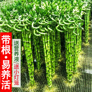 转运竹带根富贵竹水培植物开运竹龙竹发财竹子大盆栽客厅招财水养