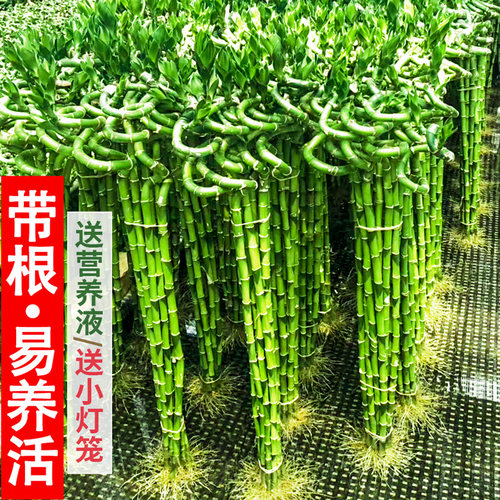 转运竹带根富贵竹水培植物开运竹龙竹发财竹子大盆栽客厅招财水养