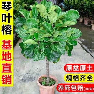琴叶榕绿植客厅大型盆栽老桩大叶橡皮树办公室内除甲醛好养活植物