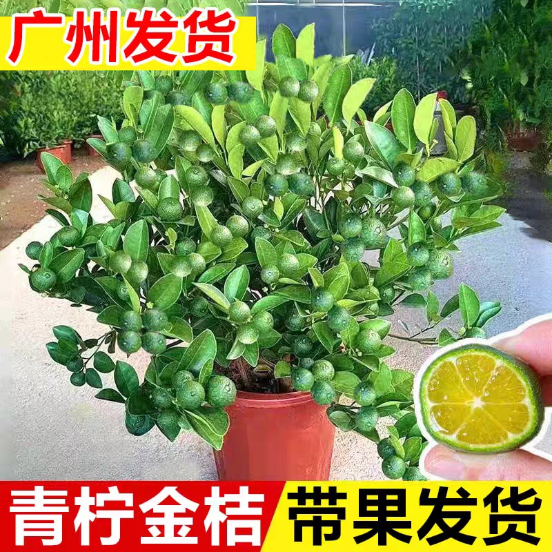 青桔盆栽带果发货金桔四季大桔子奶茶店专用阳台庭院耐晒耐寒好养