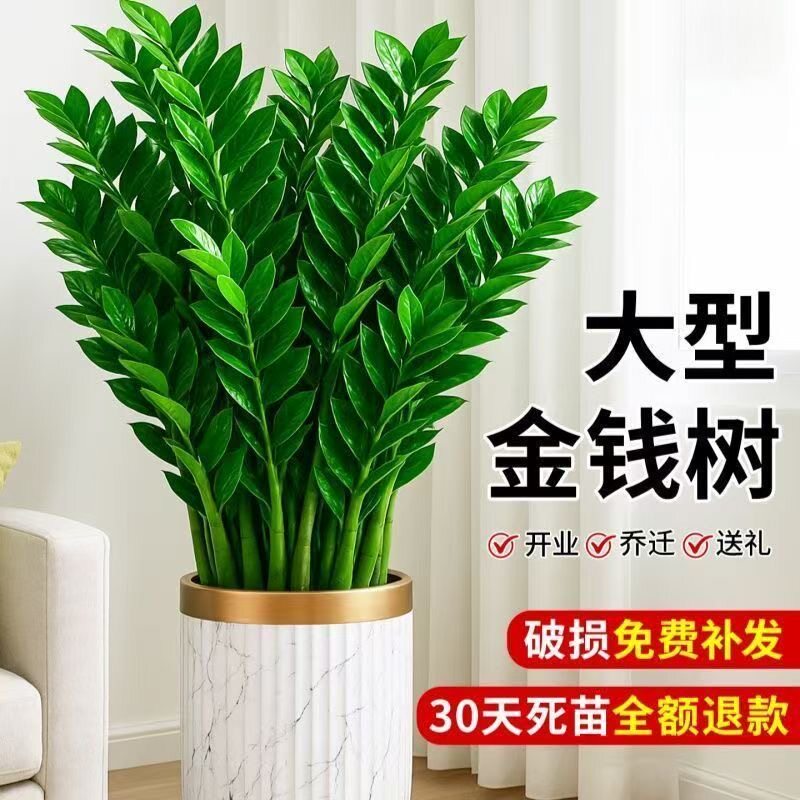 金钱树盆栽室内植物钱串子招财客厅大绿植花卉四季常青摆件装饰品
