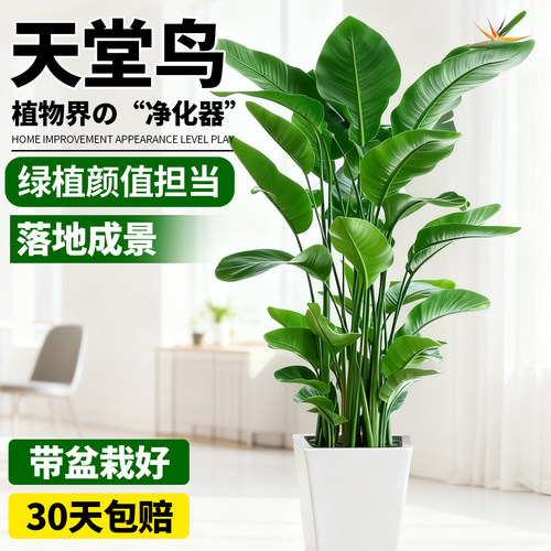 天堂鸟盆栽室内客厅大型绿植办公室大叶植物高端鹤望兰耐阴好养活