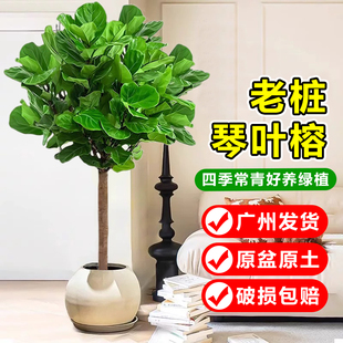 琴叶榕客厅绿植大型盆栽办公室内老桩大叶橡皮树植物四季净化空气